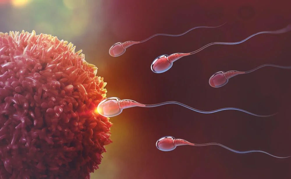 SP10 Male Fertility Test Kit Wholesale Supplier